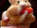 videos de harry the hamster classroom pet