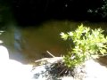videos de Dham2288s fantastic fishing trip 2009 2/4