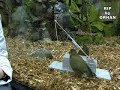 kea parrot kea parrot