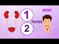 18 KIDNEY - Learn about Human Body Parts For Kids (Tamil)