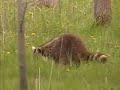 Raccoon At Noon
