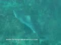 Holtzy vs Ten Foot Tiger Shark