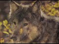 Karunesh - A Journey Of The Heart-les loups Karunesh - A Journey Of The Heart-les loups
