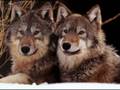 videos de Karunesh - A Journey Of The Heart-les loups
