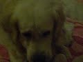 Budy