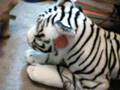 videos de Tigerland Episode-1 Part 1 MFP LRMovies