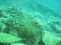 More Valetta Marine Life