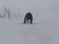 Riding some heavy powder for the first time on our bidecks at Nakiska