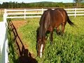 Jul 10 2008 - VID00014 E Dubai-Twice Forbidden colt -Goodwin