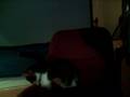 videos de Hello I am Bubbles the cat