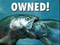 oWnage or pWnage!