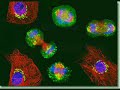 Cell Division Motion Reconstruction