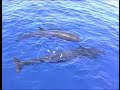 Falsa orca - False killer whale Falsa orca - False killer whale