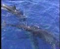 Falsa orca - False killer whale