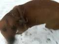 Redbone Bluetick Coonhound in Snow