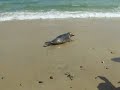Seal Release on Keem Beach, Achill Island