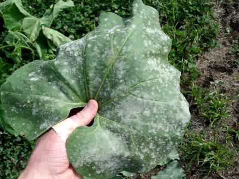 how to get rid of fungus on zucchini plants