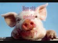 I nostri amici animali