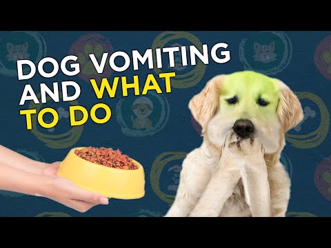 how to relieve vomiting in dogs