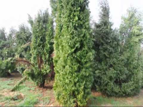 how to fertilize 'emerald green' arborvitae trees