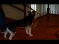dennis – Mishka are you stupid? NOOOOOOOOOO! - Husky Dog Talking
