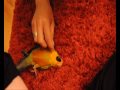 Eko plays dead