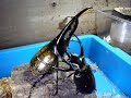 ????? VS ????? Hercules VS Chalcosoma ????? VS ????? Hercules VS Chalcosoma