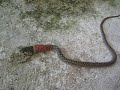 Dangerous snake having luch at my home on Kamala Beach