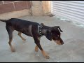 Mi Basset Hound con su novia Miriam,Mixtli Cocoton y hasta el perico