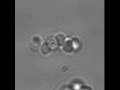 Mimicking natures chirality with magnetic colloids