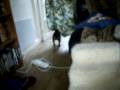 videos de Bailey pt 10 19122008