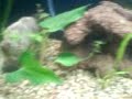 Meu Aquario Plantado de 200 Litros.... evolução 