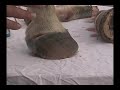 The Tragedy of Laminitis Part 5
