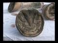 The Tragedy of Laminitis Part 5