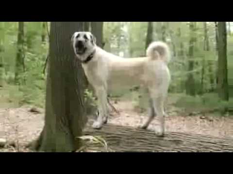100 kangal
