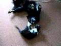 Ringkampf Hund und Katze