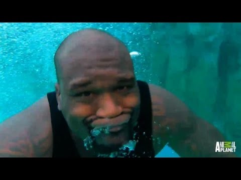 What Season Is Roman Atwood On Tanked What Season Is Roman Atwood On Tanked