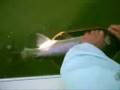 Giant-24-inch-trout-