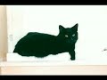 The black cat The black cat