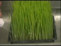 How to Grow Wheatgrass