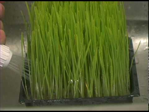 how to replant wheatgrass
