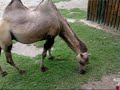 Filmato fatto da me allo zoo !!Il cammello (Camelus bactrianus) è un mammifero della famiglia dei Camelidi alto circa 2 metri, diffuso in Asia centrale e utilizzato per la carne, il grasso, il latte, la lana e come animale da trasporto. Un antenato del cammello vivente in Nordamerica era l'Aepycamelus.Il cammello vive nelle zone desertiche e steppose della Mongolia, dell'Asia centrale e della Turchia. Il nome scientifico 