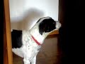 MASCHERINO IL CANE PIU INTELLIGENTE D\
