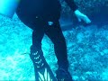 nurse shark