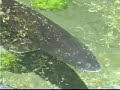 Sturgeon of Inch Creek Hatchery