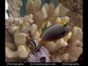 Beautiful Marine Life