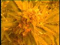 Skunk - Hps Indoor Grow Room Skunk - Hps Indoor Grow Room