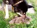Rambo (My GSD) paying with his toy Rambo (My GSD) paying with his toy