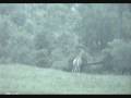 videos de Giraffes walk-by at Nkorho