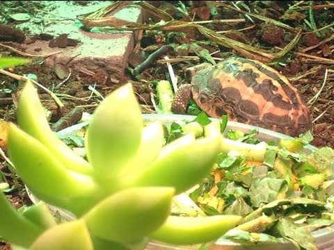 YouTube reptile video